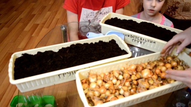 Лук севок на перо. Выбираем лучший грунт смотреть онлайн