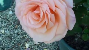 Rose Over the Moon.mov
