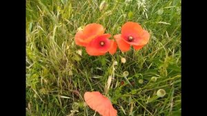 Мак-украшение полей. Цветы Полевые маки Mohnblume - Felddekoration.  Corn poppy - field decoration.