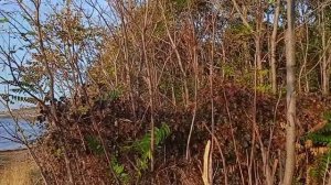 Берег моря. Утро. Прогулка. 21.10.23