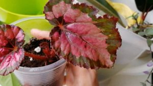 Декоративно лиственные бегонии