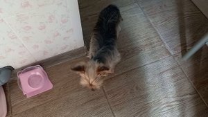 Собакам нужно давать говяжьи почки