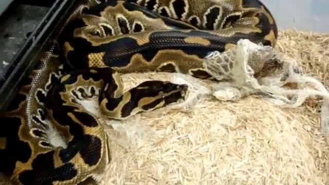 The BurmBall Burmese x Ball python Hybrid