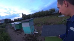 КАК ПОЁТ МАТКА/ПЕНИЕ ПЧЕЛИННОЙ МАТКИ