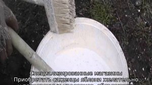 Яблоня Афродита