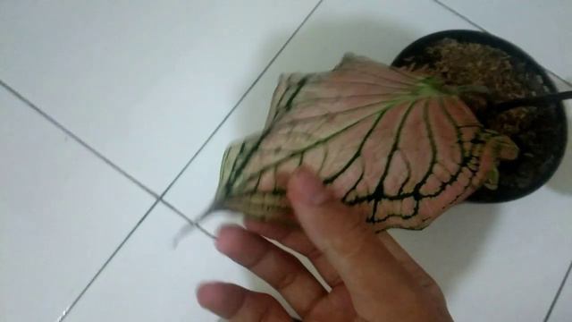 Harga Keladi Wayang смотреть онлайн