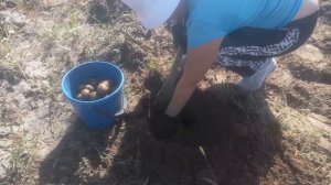 Картофель сорта "Колобок" на песчаных почвах пригорода Улан-Удэ, урожай 2020