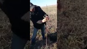 Черешня Кордия обрезка  Мастер класс