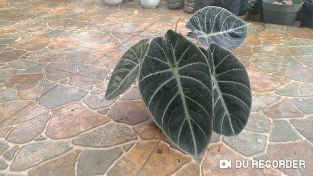 Alocasia Black Velvet Tips Perawatan Anti Ruwet Pasti Rimbun- 100 % ( Triks & Tips) смотреть онлайн