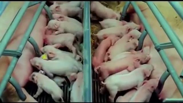 Видео, которое поможет тебе стать вегетарианцем смотреть онлайн