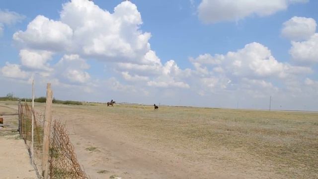 лошадь и жеребенок . село «им. В. И. Чапаева» .2014 год. смотреть онлайн