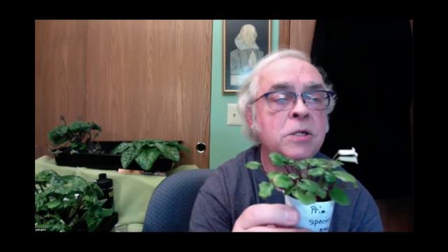 Houston African Violet and Gesneriad Society Presents: Mel Grice's talk on Primulina смотреть онлайн