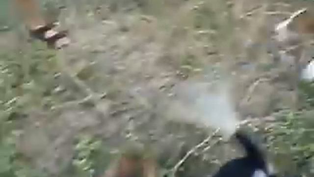 Прикольные щенки бигля))).AVI смотреть онлайн