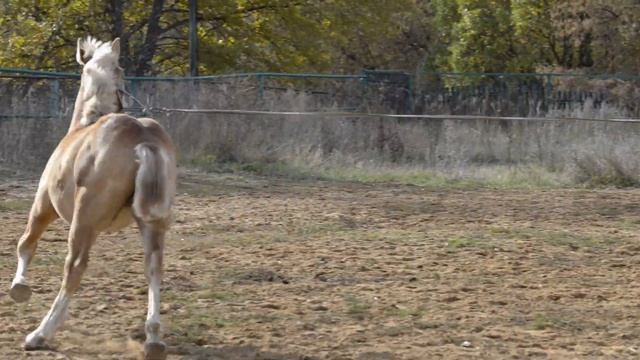 Марвари (коб) 2021гр. Перевозский конный завод смотреть онлайн