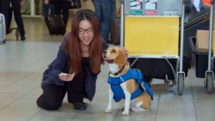 В аэропорту Амстердама работает уникальный пес,посмотрите.