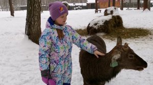 Оленья ферма Бархатные рога #оленьяферма #бархатныерога