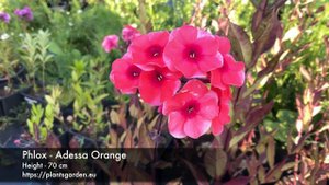 Phlox - Adessa Orange 4K