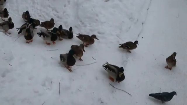 Утки в Коломенском зимуют без проблем смотреть онлайн