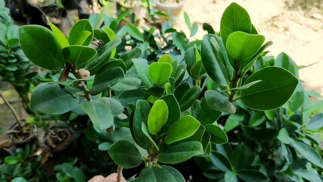 Best top 10 ficus varieties for pots with names, ficus के दस एक से बढ़कर 1 खूबसूरत पौधे Bonsai ficus смотреть онлайн