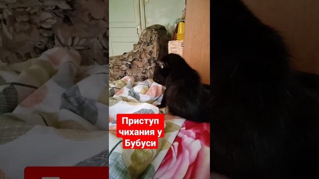 Обратное чихание у кошки Бубуси. До 15 секунд. Приют Петербург