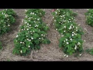 МУЛЬЧИРОВАНИЕ  КЛУБНИКИ  УХОД ЗА  КЛУБНИКОЙ ВО ВРЕМЯ  ЦВЕТЕНИЯ И ПЛОДОНОШЕНИЯ