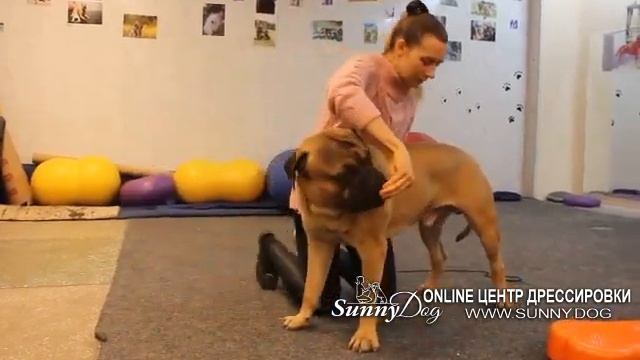 Дог-фитнес для собаки Растяжка - шаг 1 для мышц собаке. Лучшие упражнения смотреть онлайн