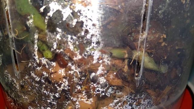 ДАЖЕ дохлые орхидеи ОЖИВАЮТ! пенек орхидеи ПРОРОС! ПОЛИВ такой орхидеи! РАЗМНОЖЕНИЕ пенька орхидеи! смотреть онлайн