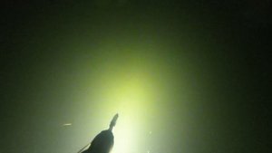 Генеральская камбала пришла!! Подводная охота 2023 охота в крыму 2023 ночная охота на камбалу 2023