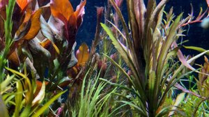 Ludwigia Peruensis / Gladulosa 'Diamond' - 30 Gallon Planted Tank