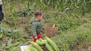 Single mother: Grandfather and Nguyen harvested corn together, I can't meet my mother | Ly Thi Duye