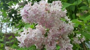 Лучшие неприхотливые и красивоцветущие кустарники для сада