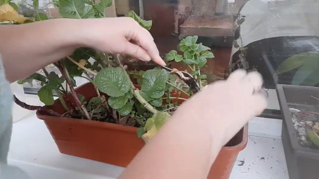 VLOG // ОГОРОД НА ПОДОКОННИКЕ  // МОЙ УРОЖАЙ