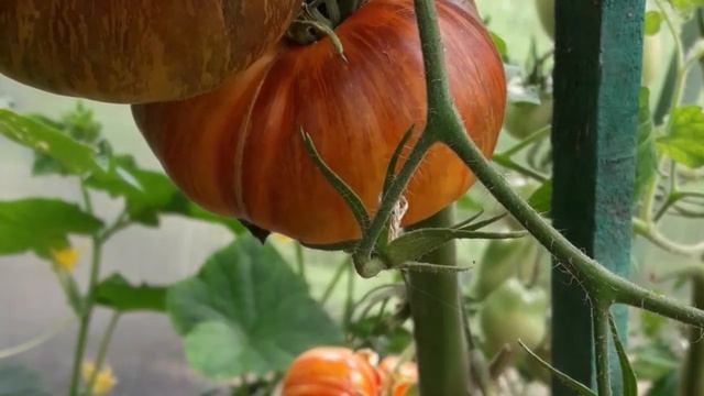 Сорт томата Мечта Алисы! Подробный обзор томата смотреть онлайн