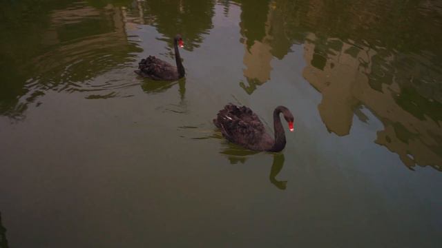 Kamelia & Aleksandar - Wedding Trailer :: Tsarsko Selo смотреть онлайн