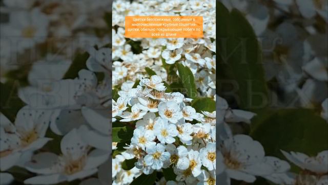 Спирея Вангутта
Spiraea x vanhouttei