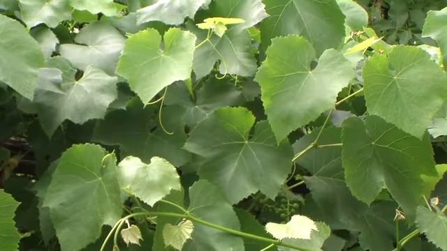 Жгут для растений смотреть онлайн