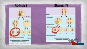 Trisomy 21 the link to Down Syndrome