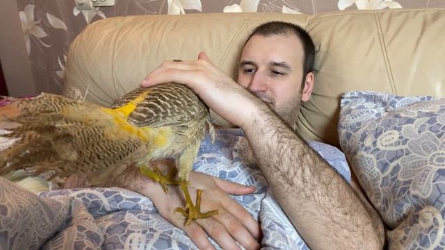 РУЧНОЙ ФАЗАН ? смотреть онлайн