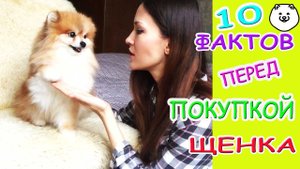 ЧТО НУЖНО ЗНАТЬ ПЕРЕД ПОКУПКОЙ ЩЕНКА
