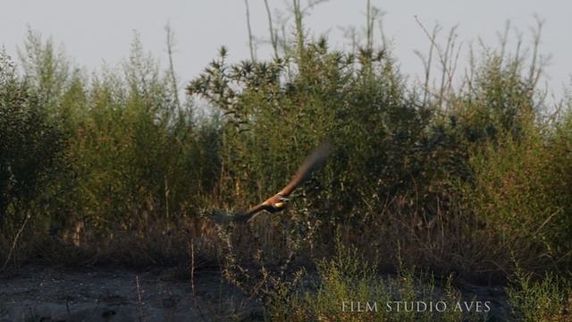 Щурка золотистая - удивительно красивая, яркая птица | Film Studio Aves смотреть онлайн