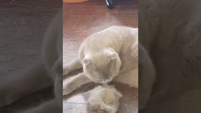 Смешные животные - Смешные кошки/собаки/птицы - Смешные видео с животными 16