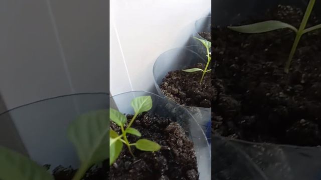 Перцы растут! смотреть онлайн