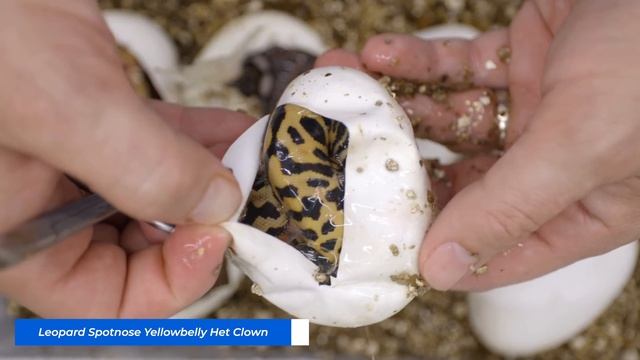 Unlocking this GENETIC VAULT! | What is it hiding?! #Hetflix 114 смотреть онлайн