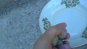 слива,дерево и плоды