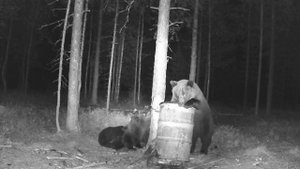 МЕДВЕДИЦА С МЕДВЕЖАТАМИ НА ПРИВАДЕ, Привада на медведя. Видео с фотоловушки.