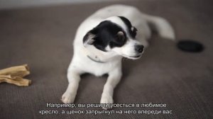 Что щенок должен уметь в 3 месяца?