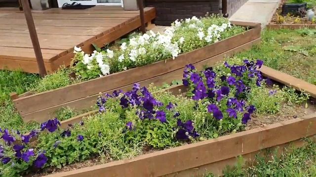 Гряды-лодочки сезон 2021))). Обожаю их???. Клумбы под питунии свекрови. смотреть онлайн