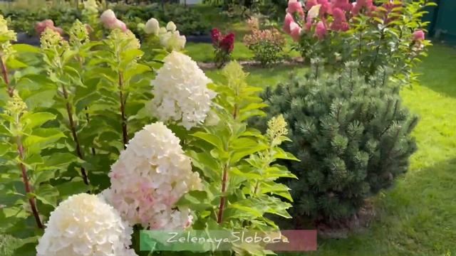 ТОП САМЫХ КРАСИВЫХ МЕТЕЛЬЧАТЫХ ГОРТЕНЗИЙ
