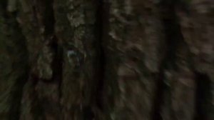 Осенние опята 2020 в подмосковье уже пошли часть 1.орехи лесные сбор.медвежий орех.Лещина