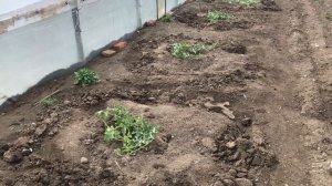 Арбузы привитые на фицефалию в открытом грунте